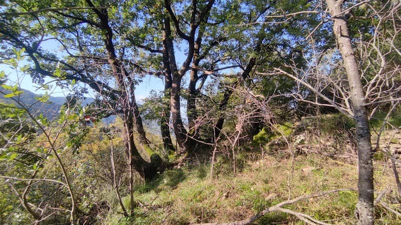 Quercia Secolare Il Dragone (Roverella) - Image 1