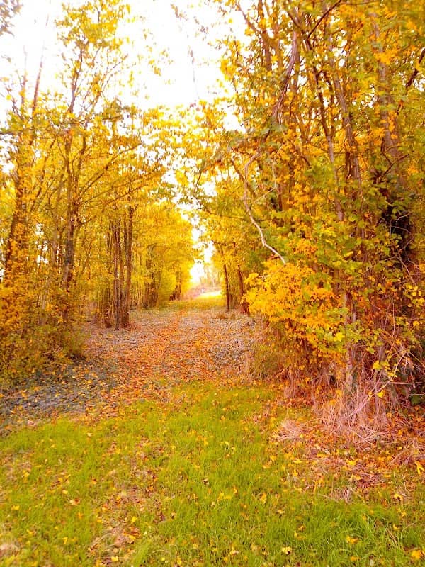 aux Chênes Woods - Image 1