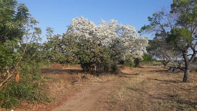 El Buchon Park - Image 1