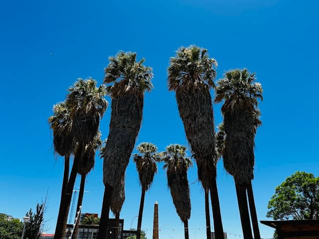 Palm Tree Park - Image 1