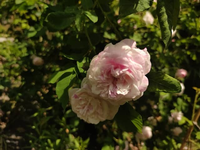 Rosensammlung Rathewalde - Image 1