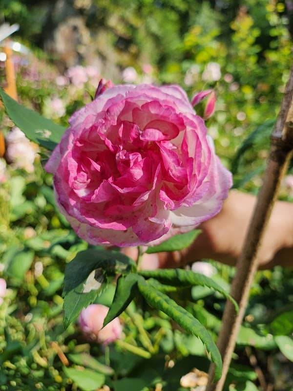 Rosarium Rathewalde - Image 2