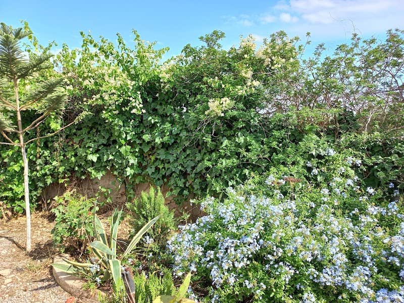 Ali Zaroual Garden - Image 2