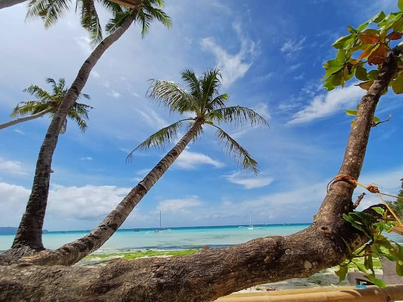 Leaning Coconut Tree - Image 1