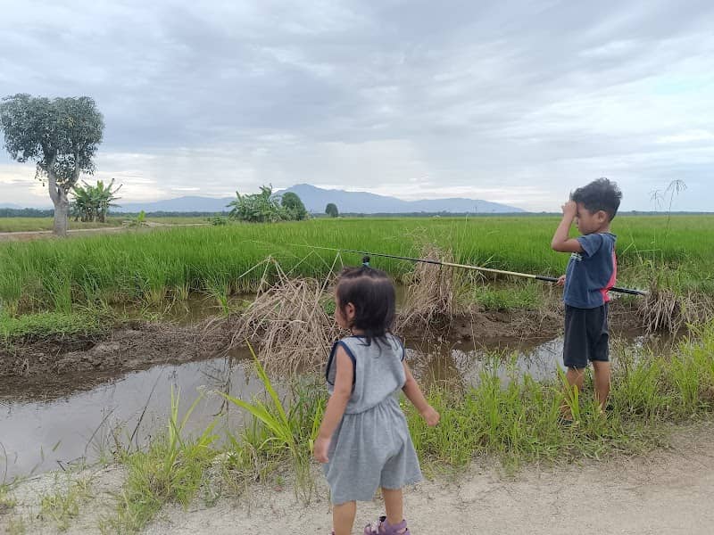 Sawah Padi Sawah Ring - Image 1