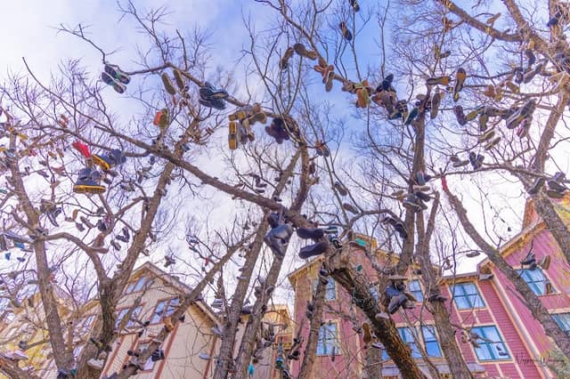 Shoe Tree Park - Image 2