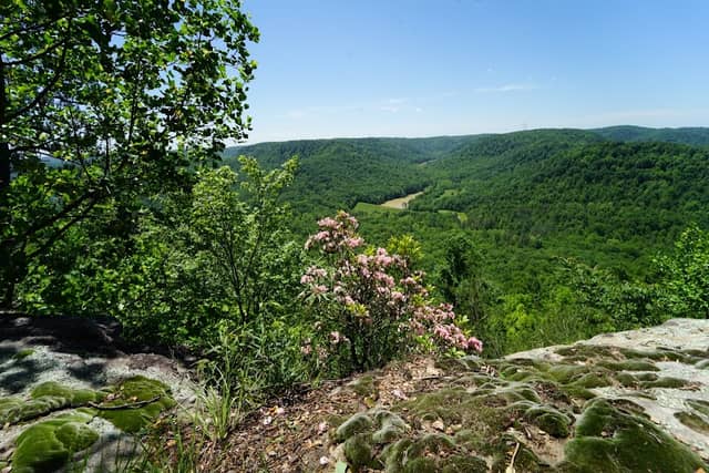 Berea Forest Trail - Image 1