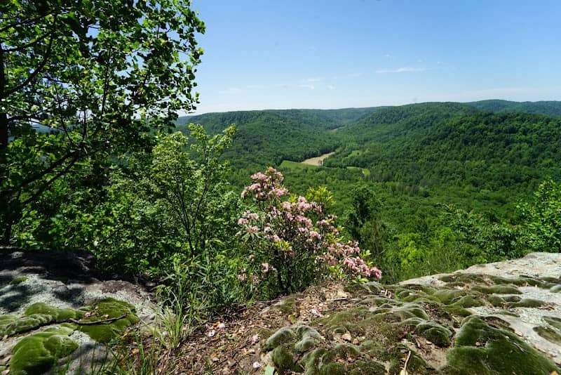 Berea Forest Trail - Image 1