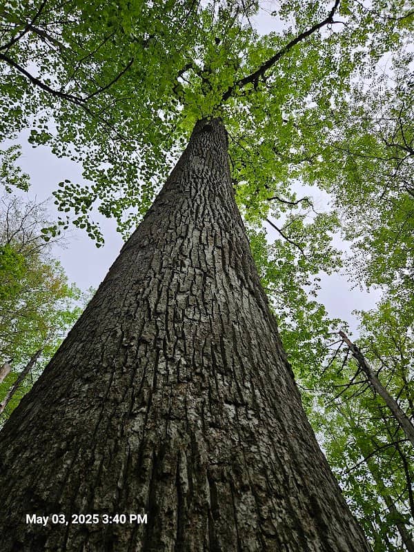Horse Cove Poplar Tree - Image 1