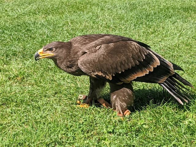 Greifvogelpark Menter - Image 1