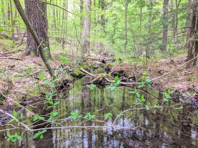 Mass Audubon's Flat Rock Wildlife Sanctuary - Image 3