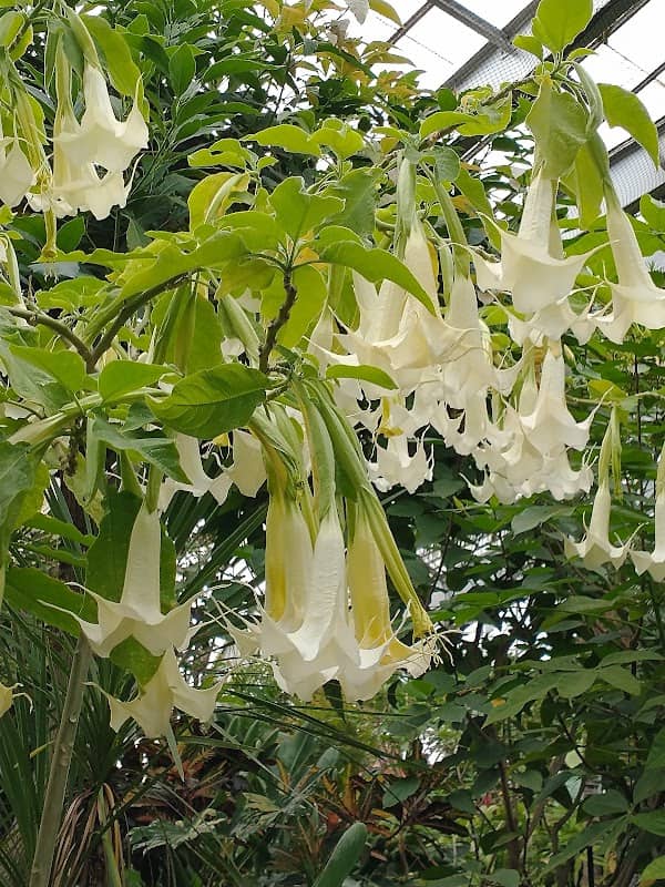 Centennial Conservatory - Image 1