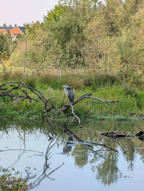 Beaverton Creek Wetlands Natural Area - Image 1