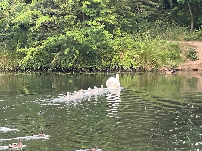 Skelton Wildlife Pond - Image 2