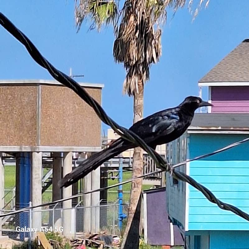 Surfside Beach - Image 2