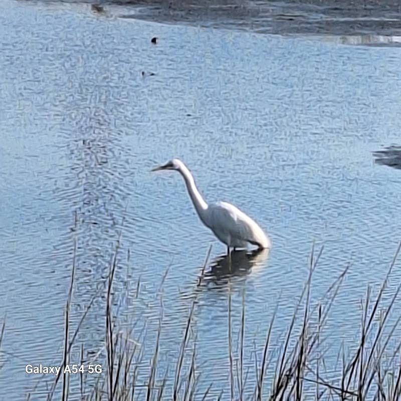 Surfside Beach - Image 1