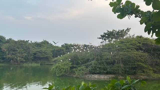 Bird point 2, Hebbal lake - Image 1