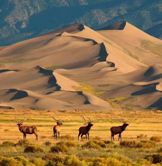 Great Sand Dunes National Park and Preserve - Image 2