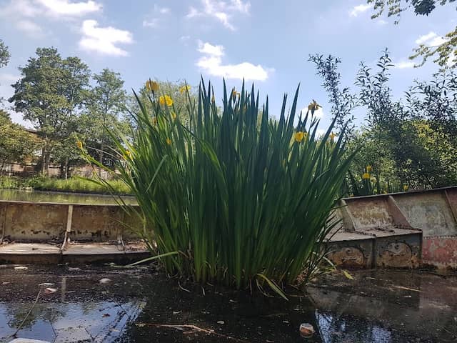 Dragonfly Lake - Image 2
