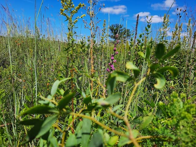 Jersey Flats Prairie Restoration Project - Image 1