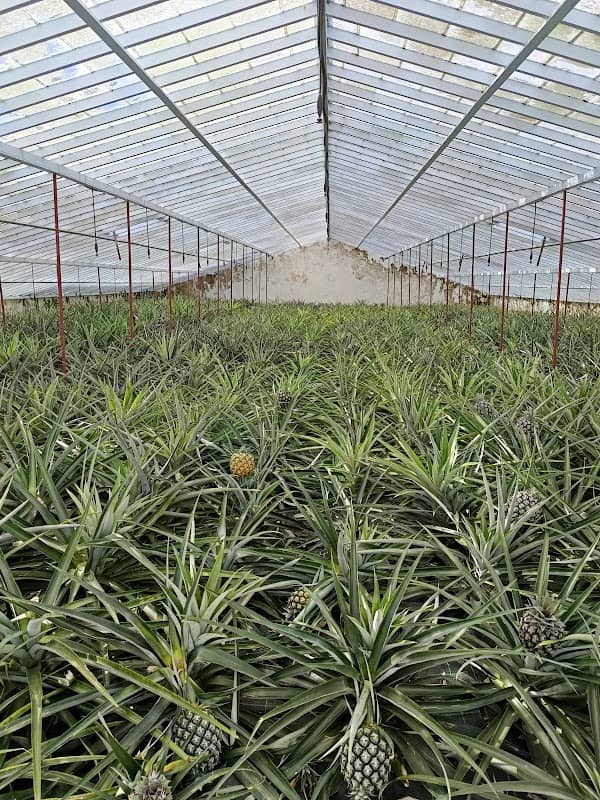 Casa Cayenne - Pineapple Plantation - Image 2