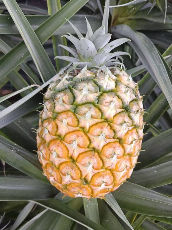 Casa Cayenne - Pineapple Plantation - Image 1