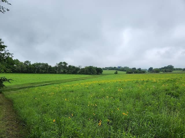 Sunny Peace Prairie - Image 2