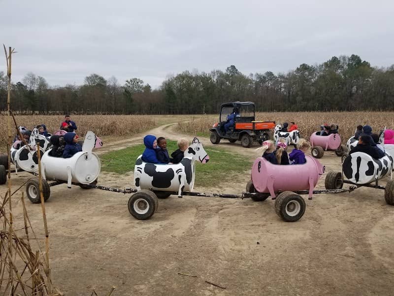 CM Farms - Louisiana Strawberry Farm and Pumpkin Patch - Image 2