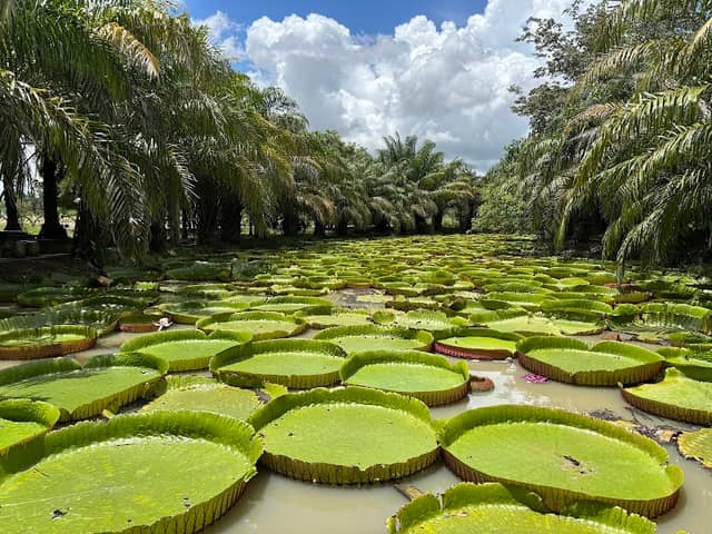 បឹងឈូកទេវតា - Image 1