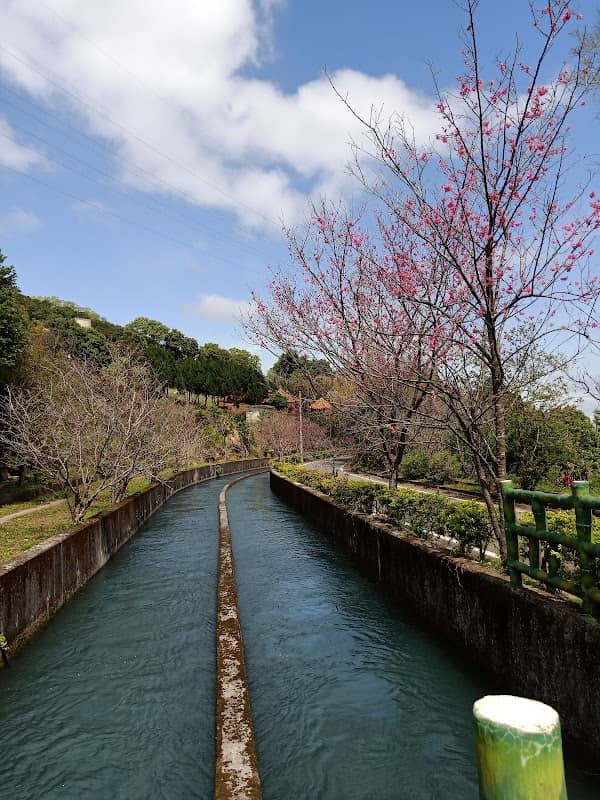 石門大圳櫻花隧道 - Image 1