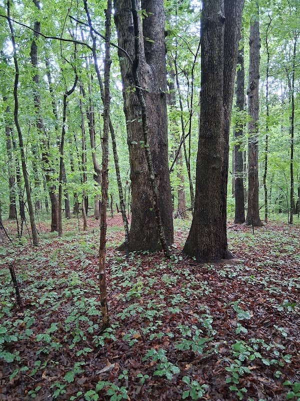 Amherst Nature Trail - Image 1