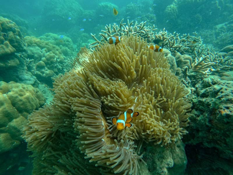 Nemo Reef Snorkeling Adventure with Habitat Institute - Image 1