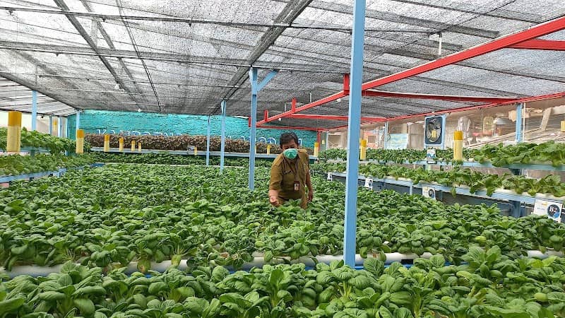 Greenhouse Hidroponik Ampar Adhum - Image 2