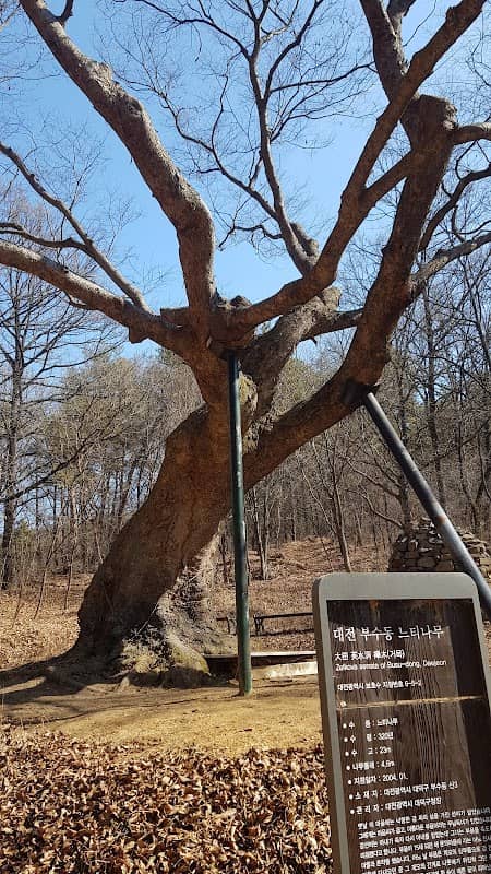 Busudong zelkova - Image 1
