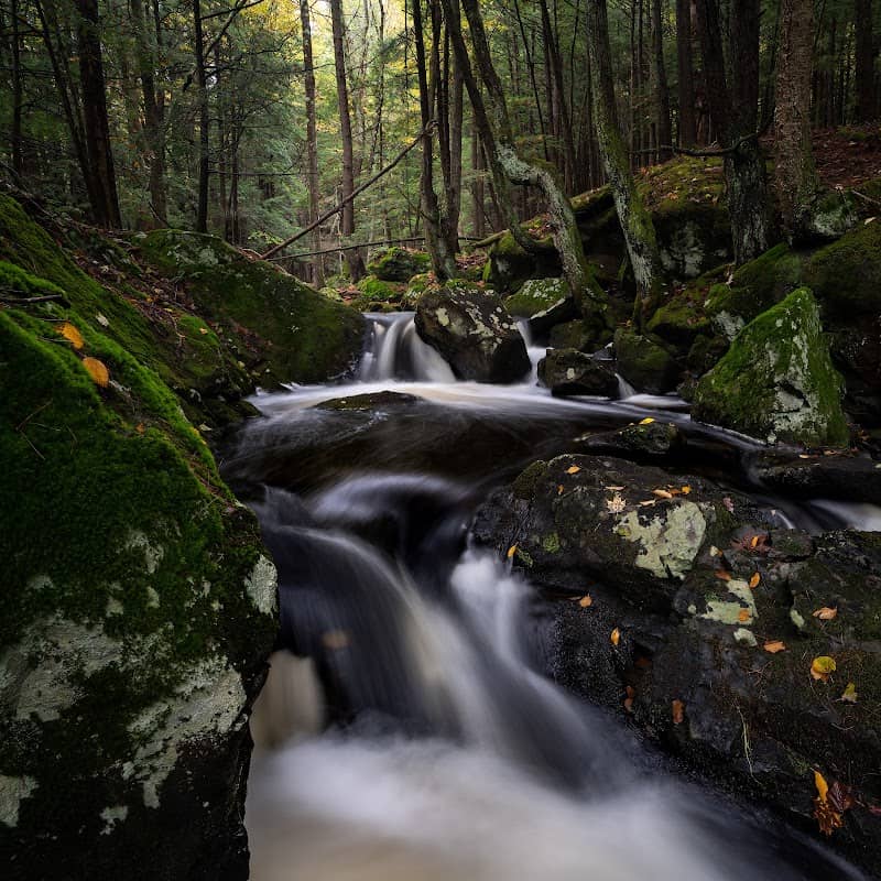 Valentino Family Community Forest - Image 1