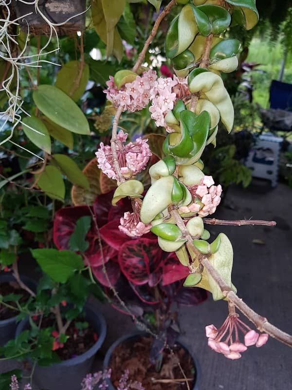 Windy Garden - Image 2