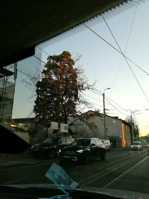 ARBORE MAMUT (Sequoiadendron giganteum) - Strada Nicolae Bălcescu Nr. 15 -17, Ploiești - Image 1