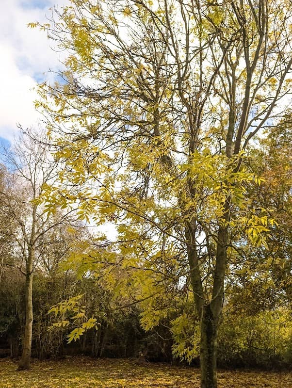 Althorne Recreation Ground - Image 1