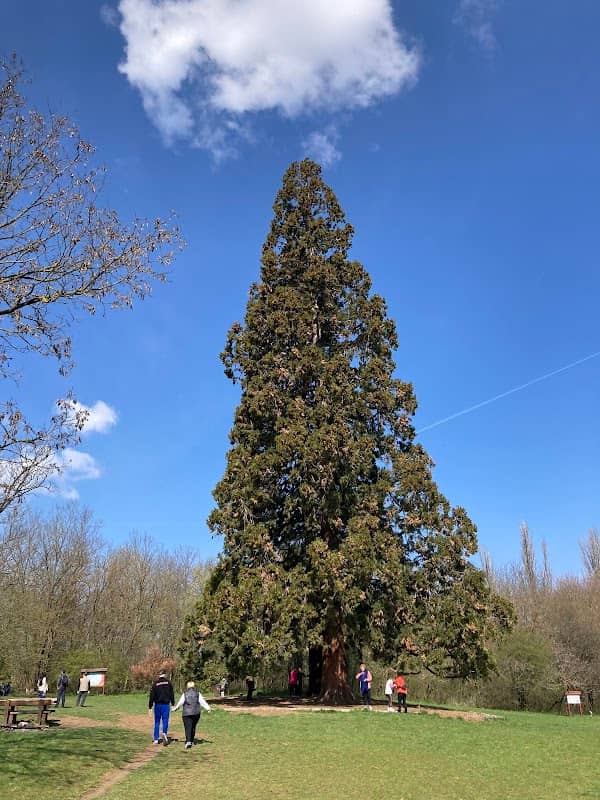 Budakeszi, Giant Sequoias - Image 2