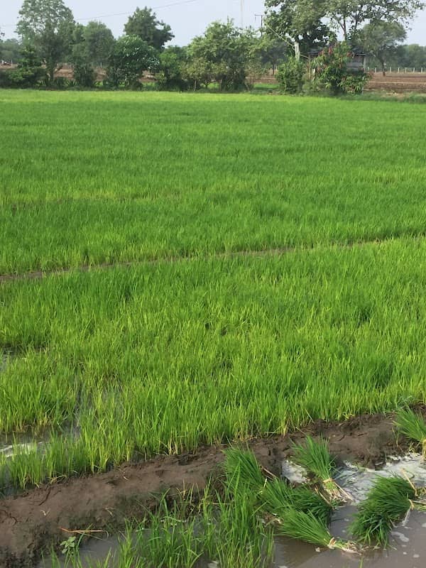 SitaRam Farm - Image 2