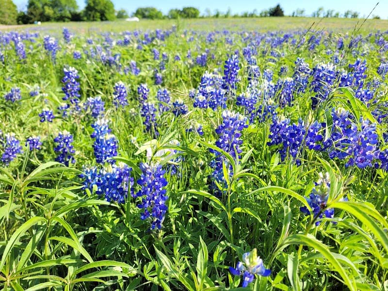 Bluebonnet Park - Image 1