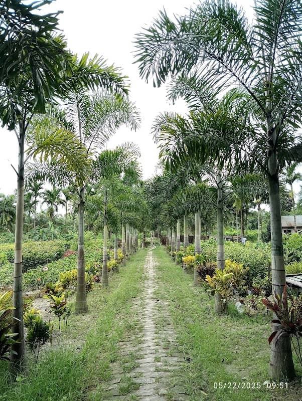 আল ফালাহ নার্সারি-২ - Image 1