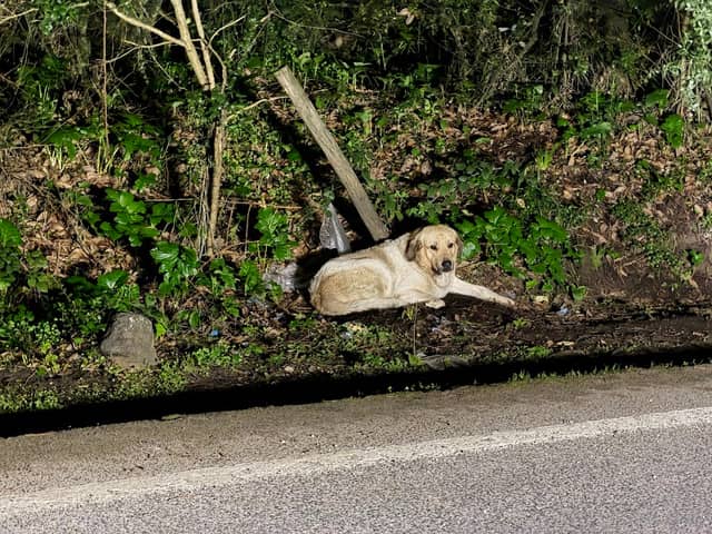 Cão do Cabeço da Rosa - Image 1