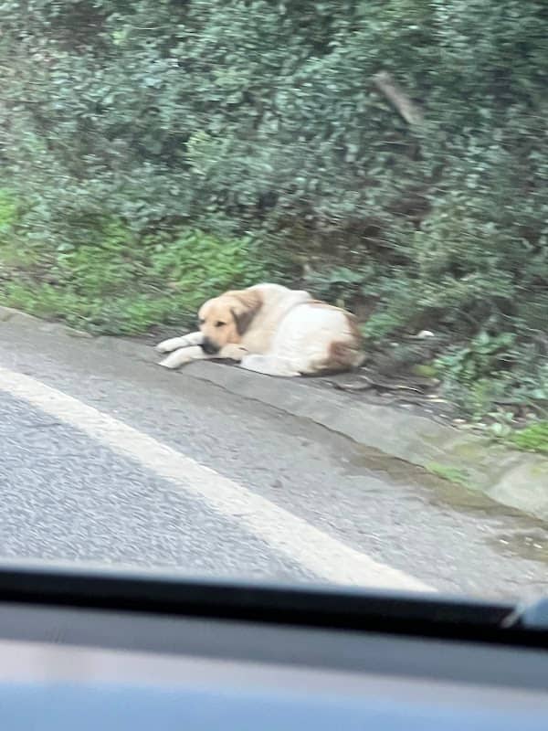 Cão do Cabeço da Rosa - Image 2