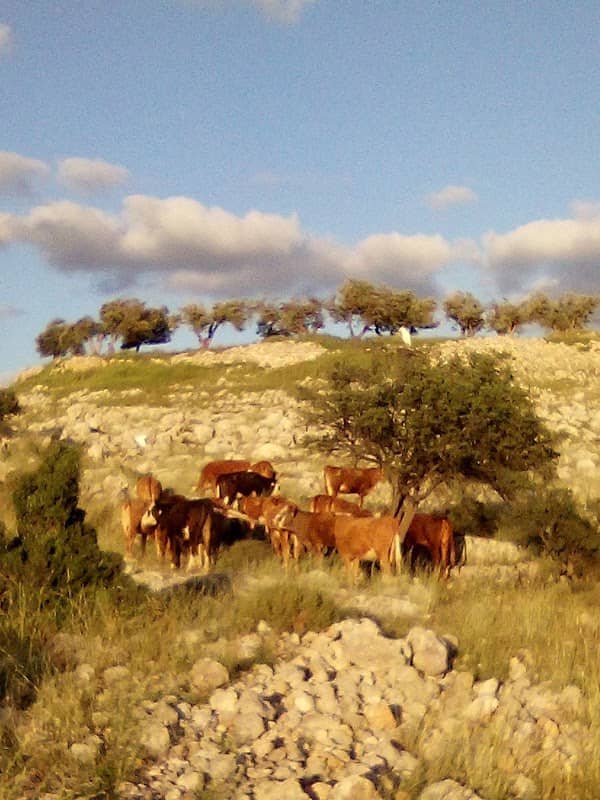 החווה של אביחי - Image 1
