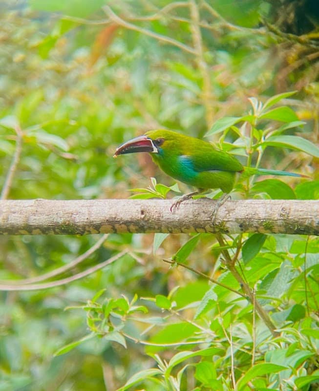 Finca Guaycapi Jorge Luna - Image 1