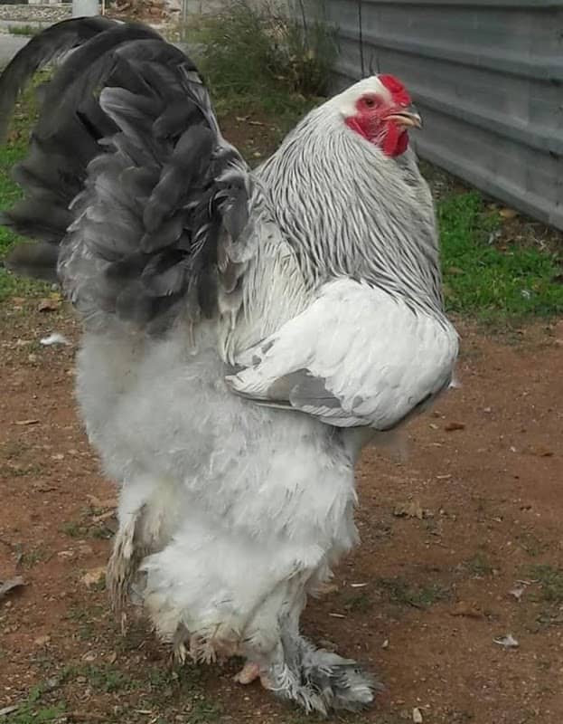 Fahril brahma farm - Image 2