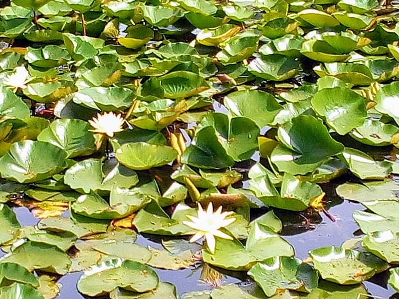 Lago Bolle - Image 1
