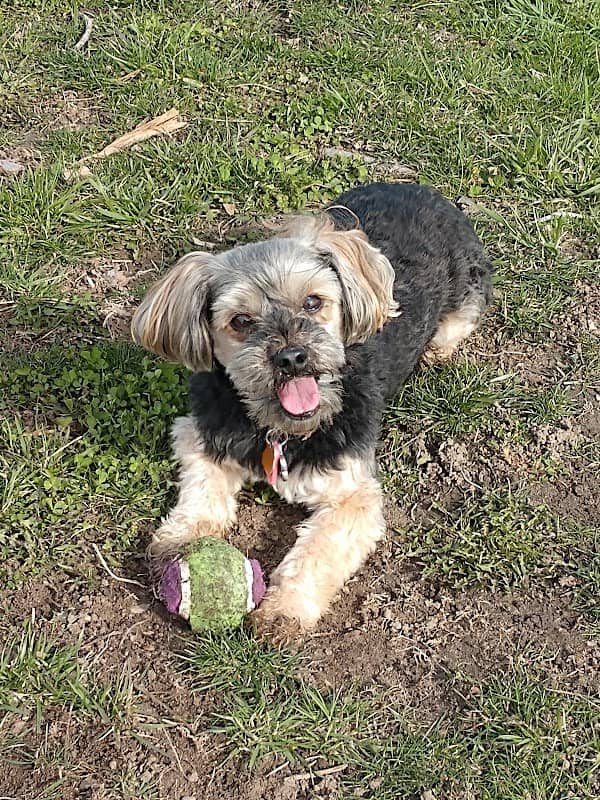 Marysville dog park - Image 1
