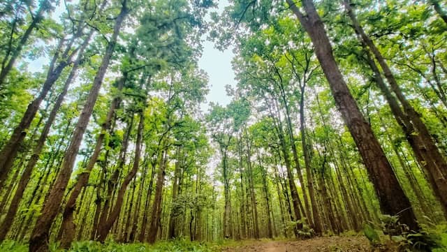 Natural jungle - Image 1